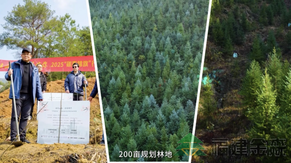 全國首個!!!“滬明杏林”醫療碳匯林項目成功啟動 福建金森攜手多方共推醫療與生態融合發展新范式