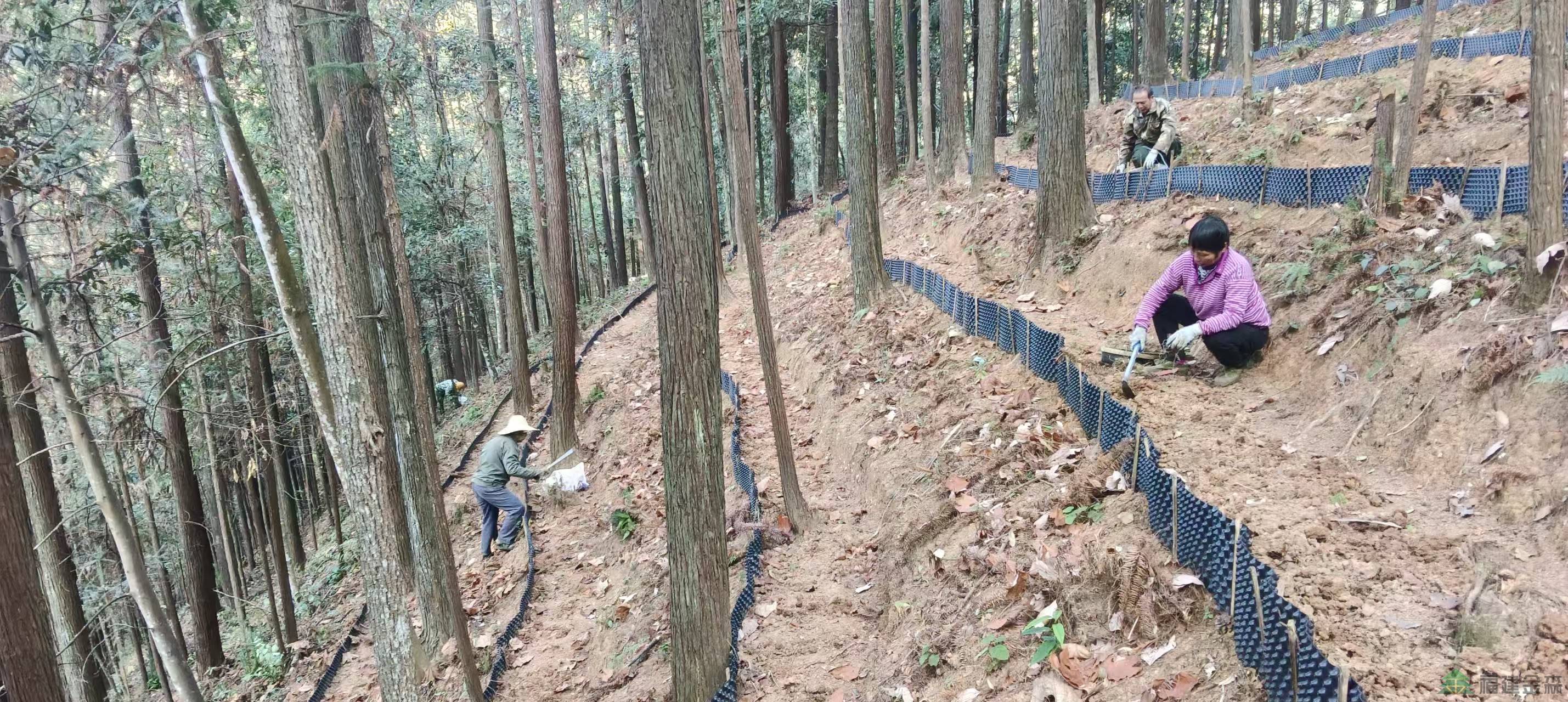 漠源琵琶丘基地黃精試種擴(kuò)容！金森探索林藥共生新路徑